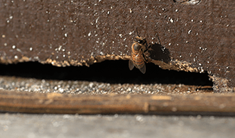 ミツバチの危険性