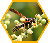 アシナガバチのトラブル