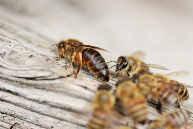 蜂の種類を知っていますか どんなハチが危険か見分け方をご紹介 蜂の巣駆除 スズメバチの巣退治に最短15分で到着 蜂の巣駆除お助け隊
