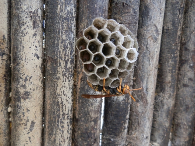 蜂は越冬する？働き蜂の活動は秋まで！では冬の女王蜂と巣の状況は？