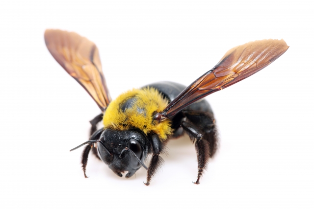 木酢液は蜂退治に有効なのか 正しい使用方法と注意点を要チェック 蜂の巣駆除 スズメバチの巣退治に最短15分で到着 蜂の巣駆除お助け隊