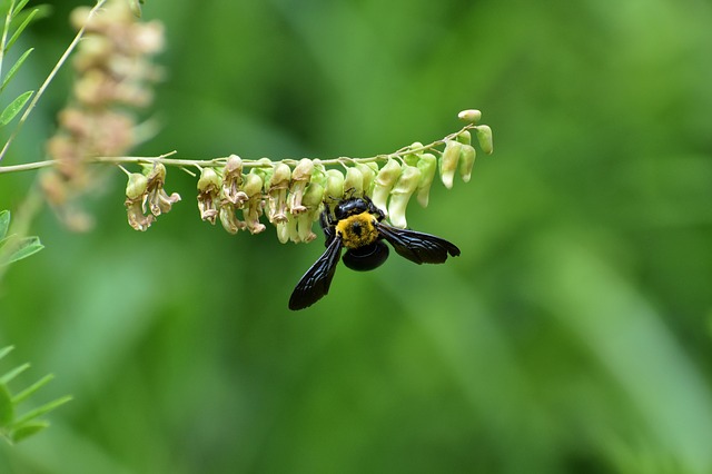 クマバチはモフモフかわいいし毒も弱い？実際の生態を詳しく学ぼう！