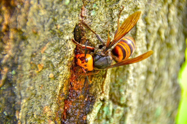 スズメバチは10種類以上！ひと目で見分けるコツ＆生態データまとめ