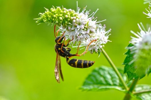 アシナガバチが益虫といわれる理由とは?駆除や対策についても