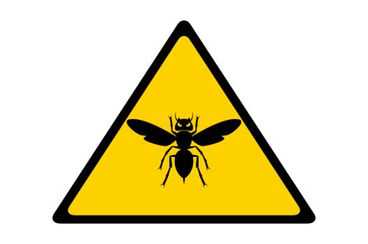 クロスズメバチの特徴と危険性について。駆除までの過ごし方も紹介