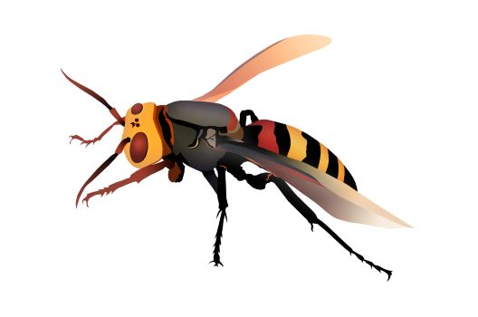 カメバチは危険なキイロスズメバチのこと その特徴についてご紹介 蜂の巣駆除 スズメバチの巣退治に最短15分で到着 蜂の巣駆除お助け隊