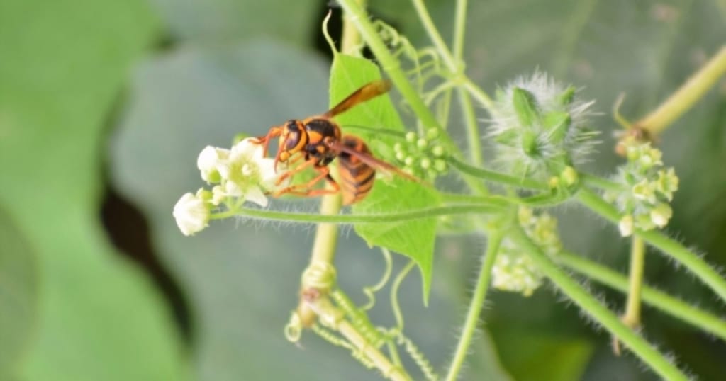キイロスズメバチの巣を見分けるコツ｜危険なハチを安全に駆除しよう