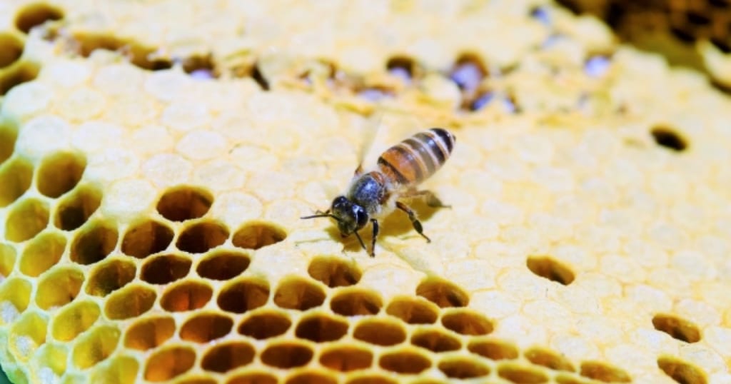 ミツバチの巣はどんな形？巣の特徴や駆除法・蜂についてご紹介
