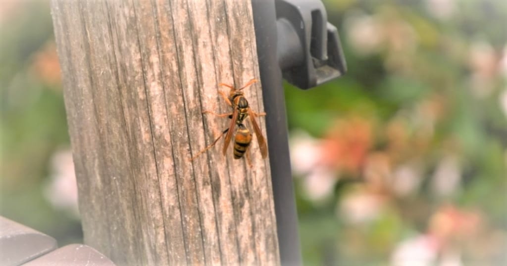 【スズメバチを夜に駆除する理由】安全に退治しよう！巣の対策・予防
