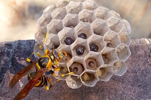 アシナガバチの巣を見つけたら｜対処法や駆除方法・放置のリスク