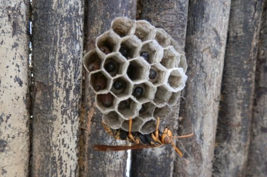 働き蜂｜蜂は役割を分担して巣を作る！女王蜂や雄蜂との違いは？