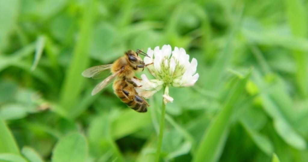 セイヨウミツバチ｜飼育・養蜂は誰でもできる？天敵スズメバチに注意