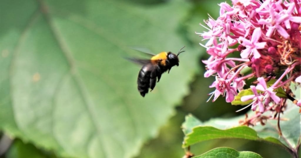 黒い蜂の種類 じつはたくさんいた 危険性の違いやそれぞれの特徴 蜂の巣駆除 スズメバチの巣退治に最短15分で到着 蜂の巣駆除お助け隊