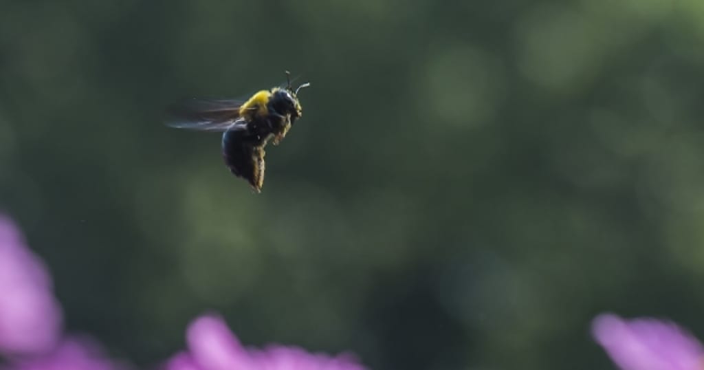 クマンバチ スズメバチ クマバチ 混同しやすい蜂の種類の違いとは 蜂の巣駆除 スズメバチの巣退治に最短15分で到着 蜂の巣駆除お助け隊