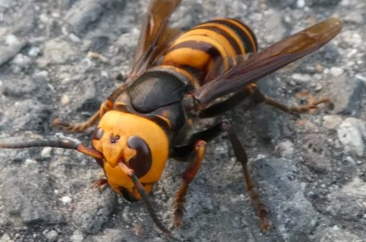スズメバチの巣は初期なら自分でも駆除できる?手順と注意点を解説