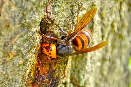 代表的な蜂の生態について詳しくご紹介！巣を見つけたときの対処も
