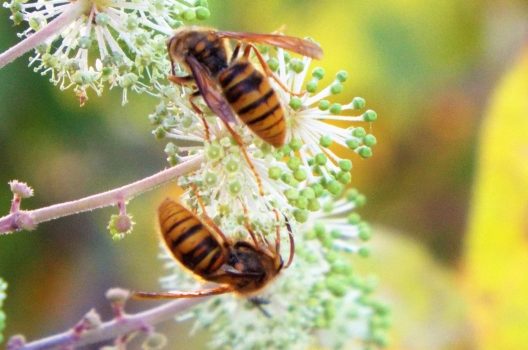 キイロスズメバチの巣を見分けるコツ｜危険なハチを安全に駆除しよう