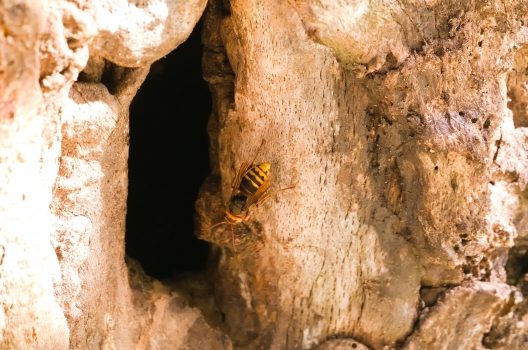 スズメバチの活動時期は4月から11月