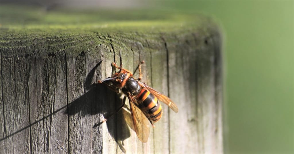 スズメバチの活動季節は？種類別の危険シーズンと予防法を解説