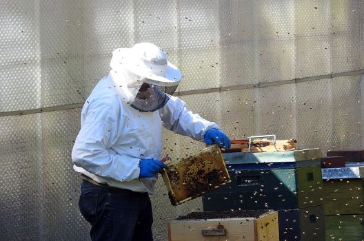 スズメバチの駆除について