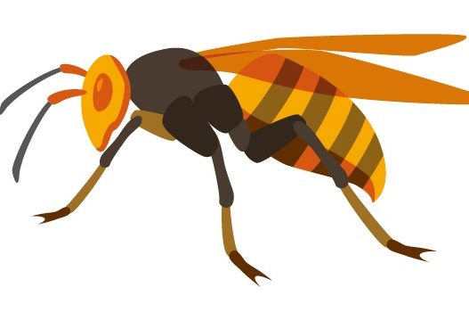アシナガバチ駆除は女王蜂がカギ！女王蜂の見分け方・対策や駆除法も