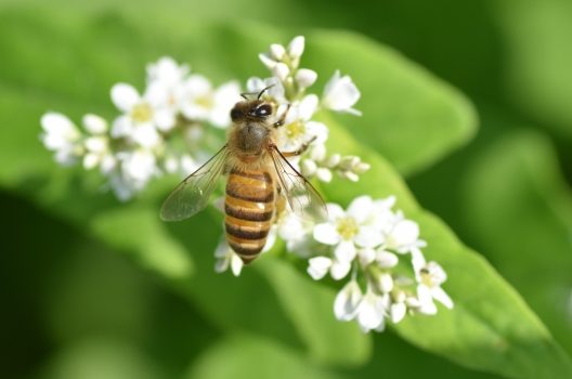 オオミツバチって危険なの？日本に生息するミツバチと比べてみよう！