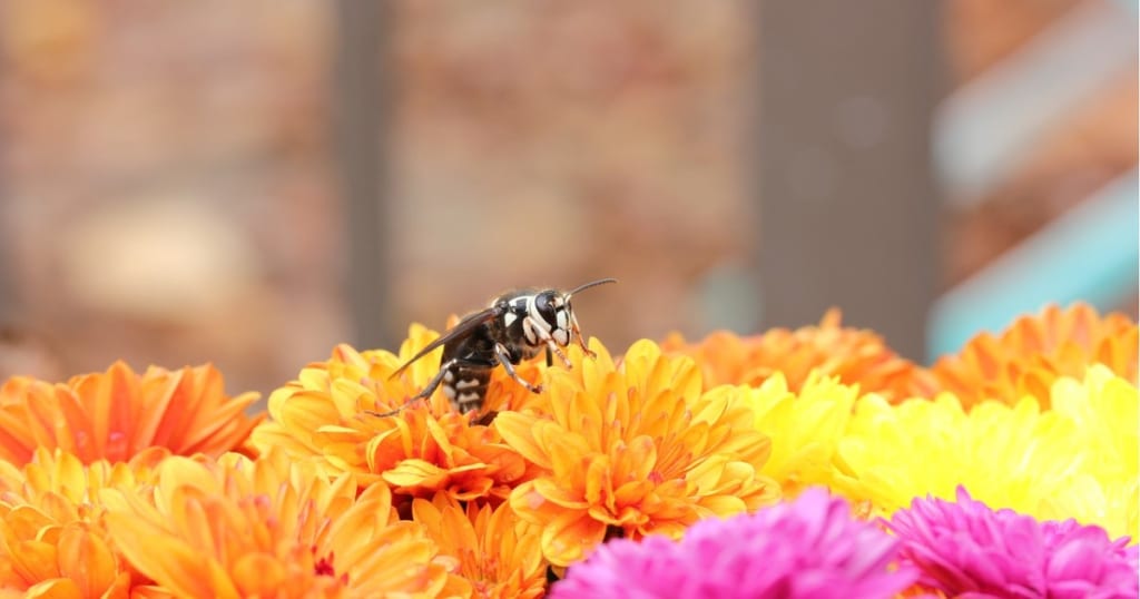 クロスズメバチの特徴と危険性について。駆除までの過ごし方も紹介