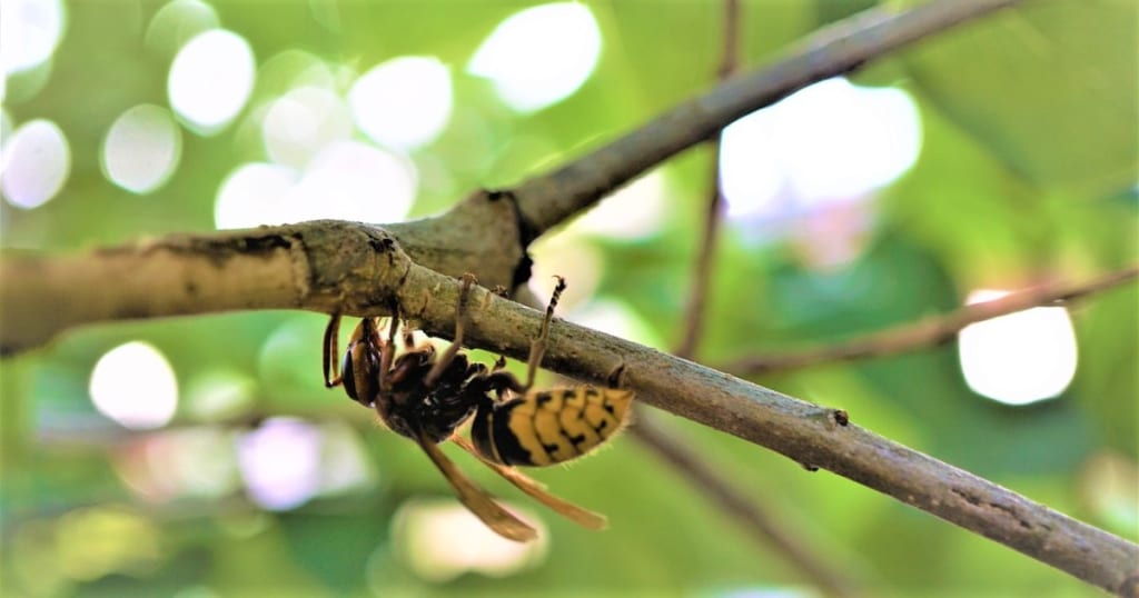 スズメバチの巣の駆除｜自力でやる条件と手順・予防策もお教えします