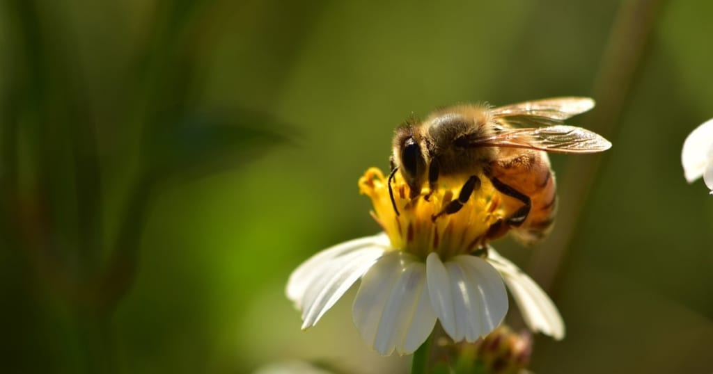 ミツバチ｜人を針で刺すと死んでしまう！その理由と刺されない対策法