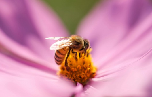 セイヨウミツバチの特徴