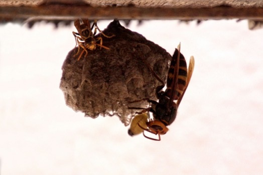 巣作りを阻止できる！スズメバチトラップの効果と使い方