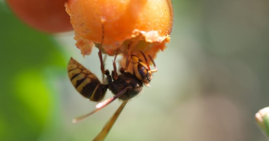 アカバチってどんな蜂？生態を知ってしっかり対策・駆除をしよう