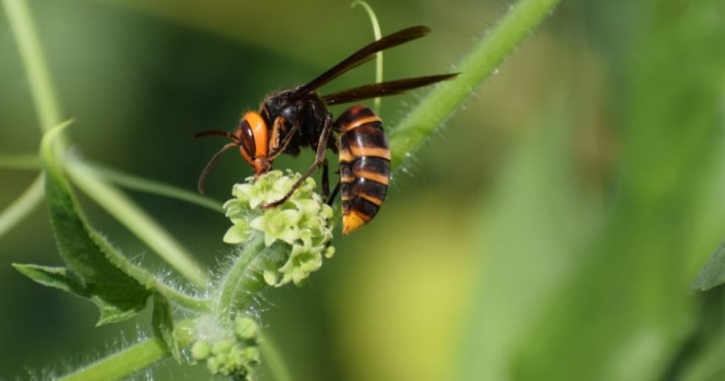 コガタスズメバチの特徴と駆除｜攻撃性は低いが殺傷被害数が多い理由
