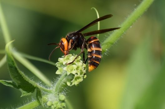 コガタスズメバチの特徴と駆除｜攻撃性は低いが殺傷被害数が多い理由