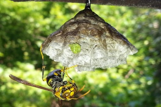 アシナガバチの生態｜女王蜂・働き蜂・雄蜂の一生や危険性について