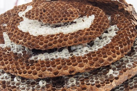【1】大型で凶暴!オオスズメバチの巣