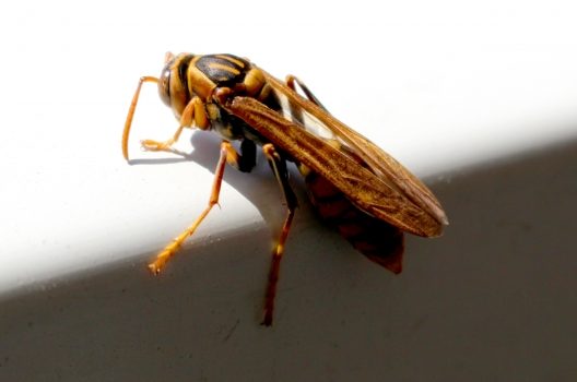 アシナガバチの生態｜女王蜂・働き蜂・雄蜂の一生や危険性について