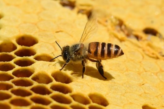 蜂に刺されたらどうすればいいの？症状・受診する科・危険な蜂の駆除