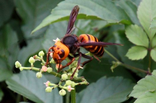 【スズメバチの寿命】女王蜂・働き蜂の一生と役割｜冬の巣の危険度！