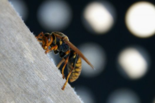 キアシナガバチの特徴や危険性！他のアシナガバチとの違いについて