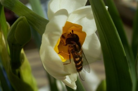 蜂みたいな虫はアブ？スズメバチにそっくりな虫も…危険性・予防策！