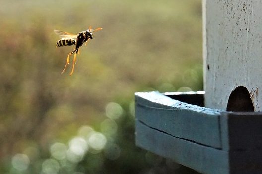 アシナガバチ駆除は巣が巨大化する前に 放置せずにプロに相談しよう 蜂の巣駆除 スズメバチの巣退治に最短15分で到着 蜂の巣駆除お助け隊