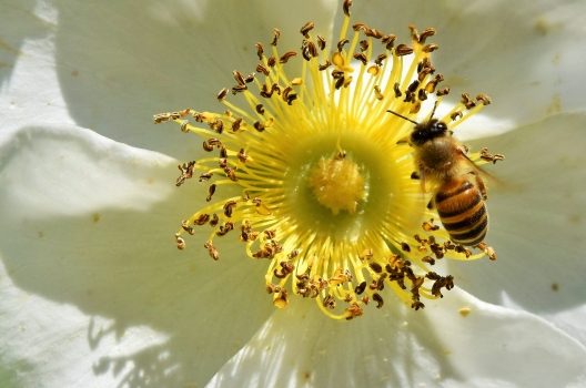 ミツバチの駆除料金