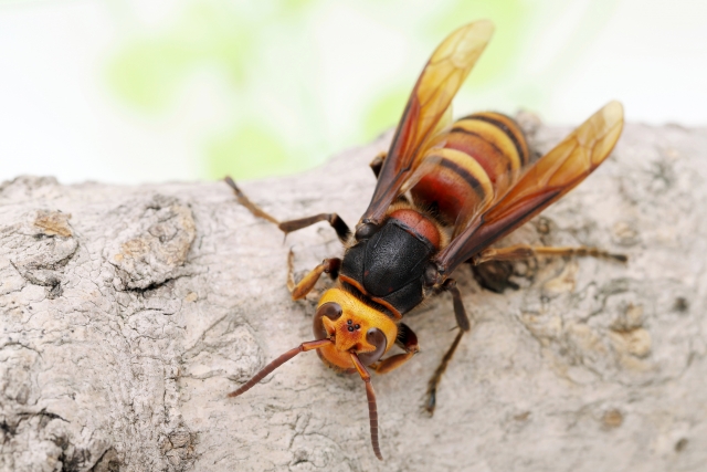 スズメバチの攻撃性や毒は種類によって違う