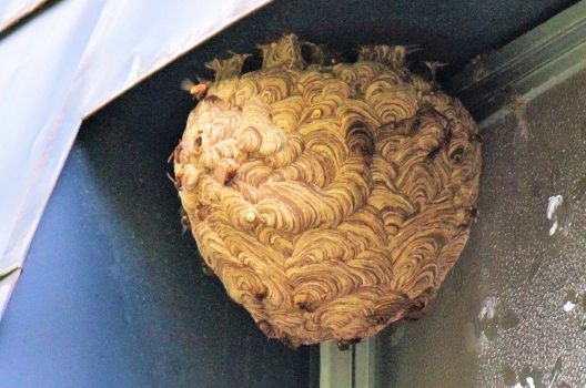 スズメバチの巣の作り方