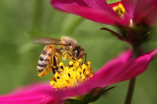 ミツバチの生態や巣・危険性