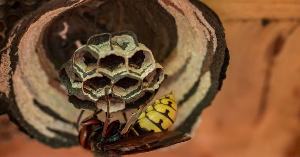 スズメバチの駆除は自力でできる？巣の場所・大きさで判断・駆除方法