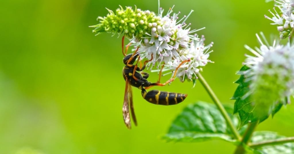 日本のアシナガバチ11種類の特徴を解説！あわせて逃げ方も知ろう