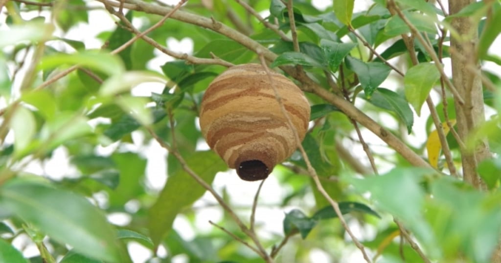 スズメバチが集まる木には2つの理由がある！巣作り対策や駆除方法