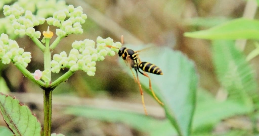 蜂駆除方法は蜂の危険度で変わる！アシナガバチは殺虫剤で駆除も可能